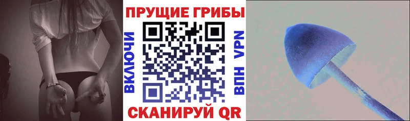 закладка  Холмск  Галлюциногенные грибы GOLDEN TEACHER 